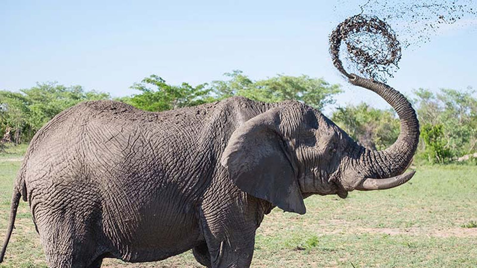 Comunicación Elefante Crónicas