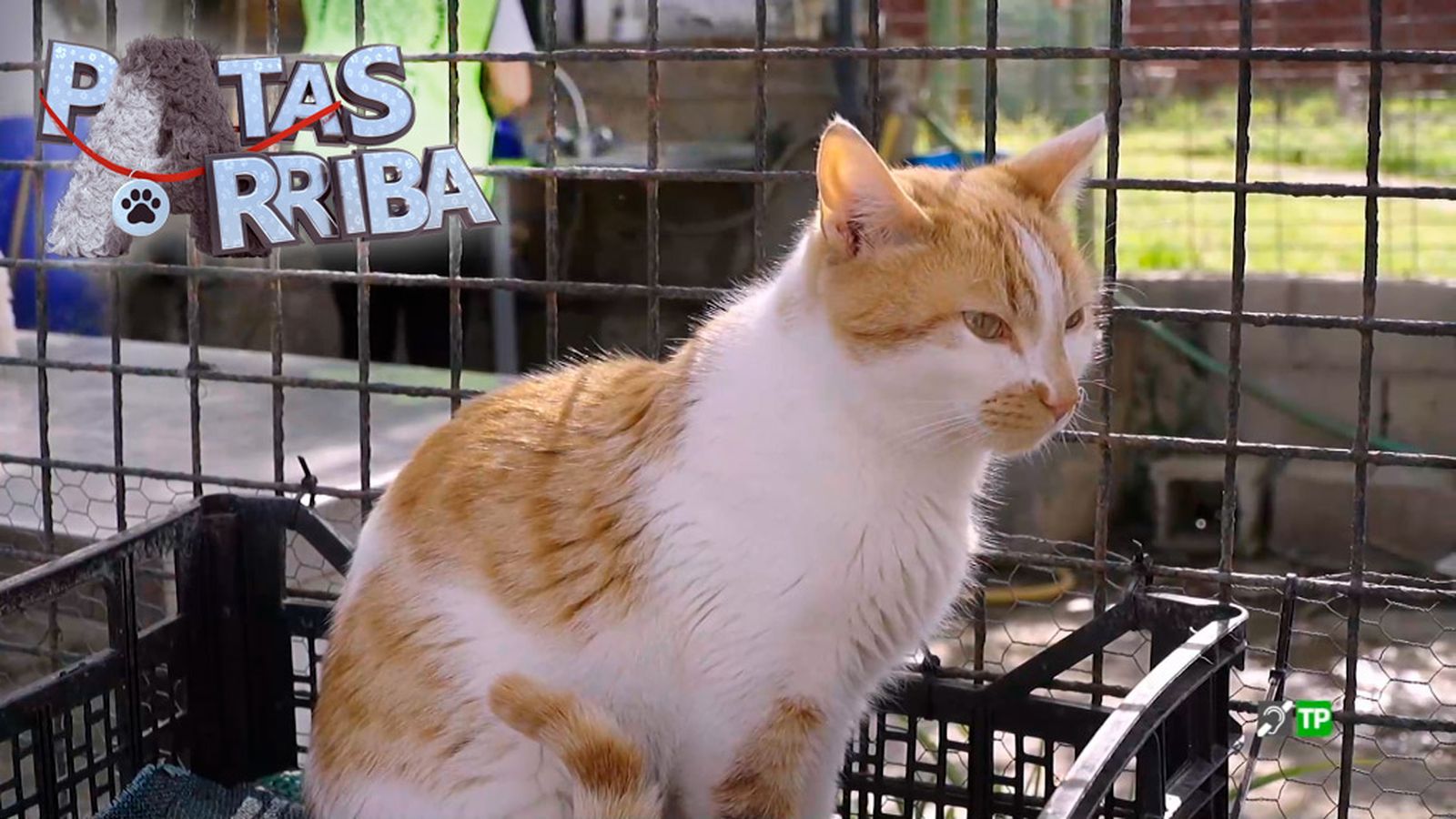 Patas arriba Promo