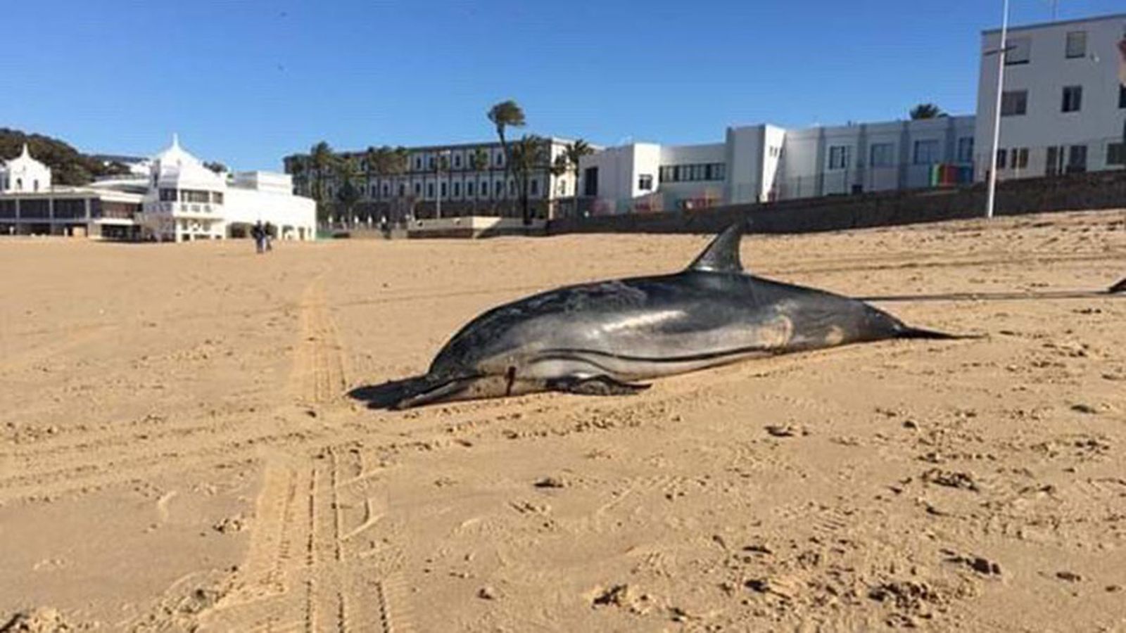 delfin