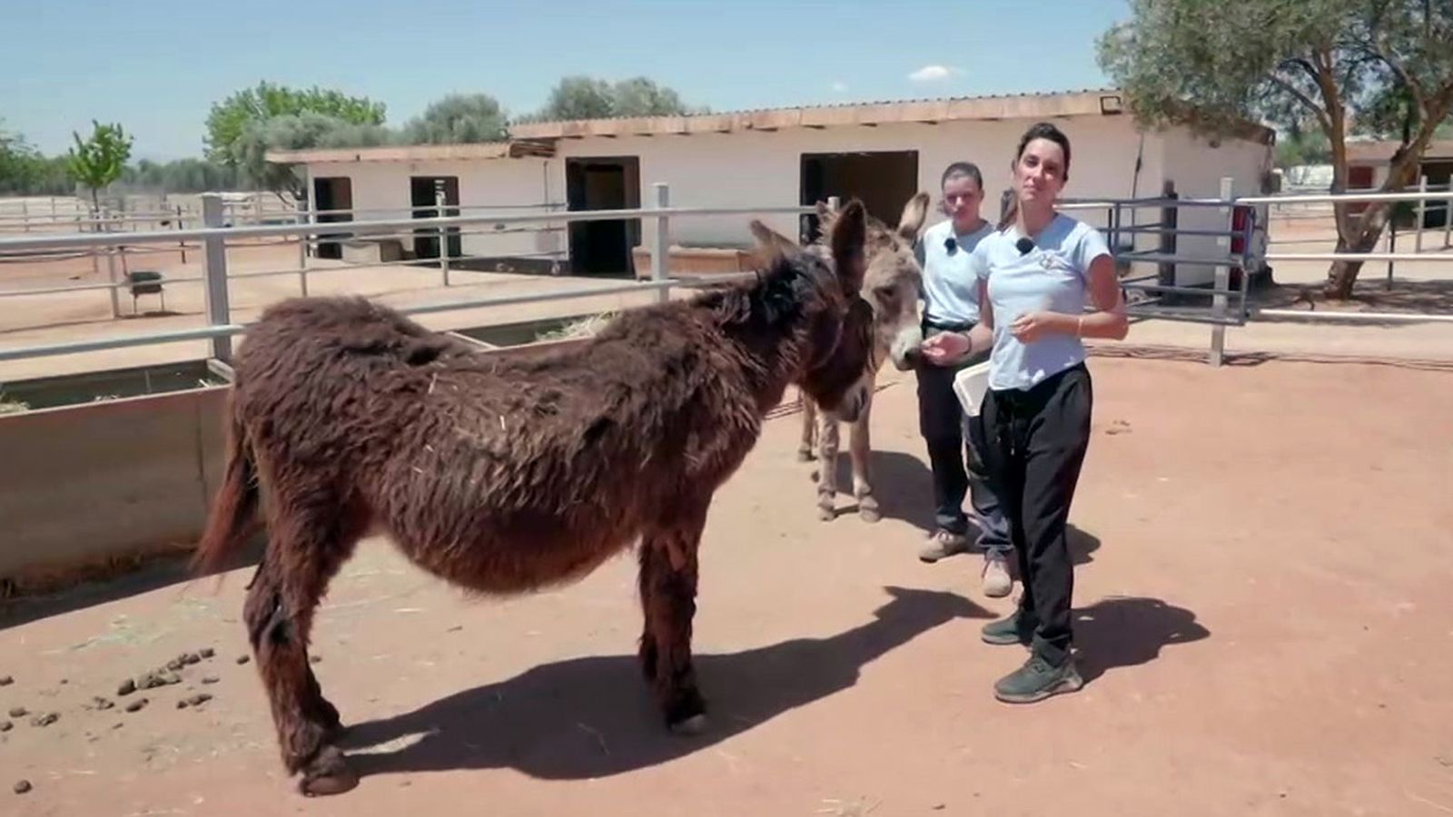 El refugio del burrito, un paraíso para animales abandonados