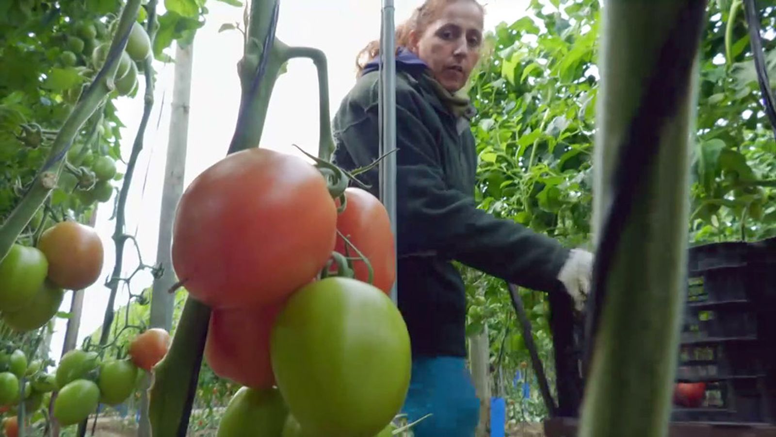 La base de la vida rural: un huerto para autoconsumo y comercialización