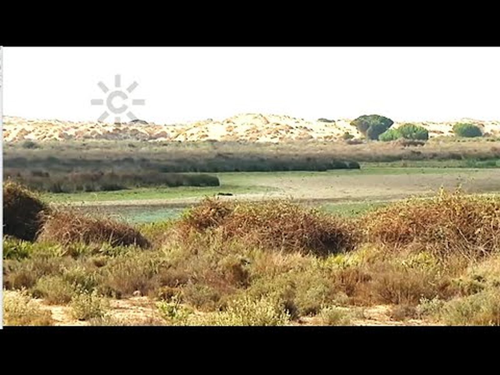 Sequía en Doñana | Se seca la laguna permanente de Santa Olalla en Doñana (Huelva)