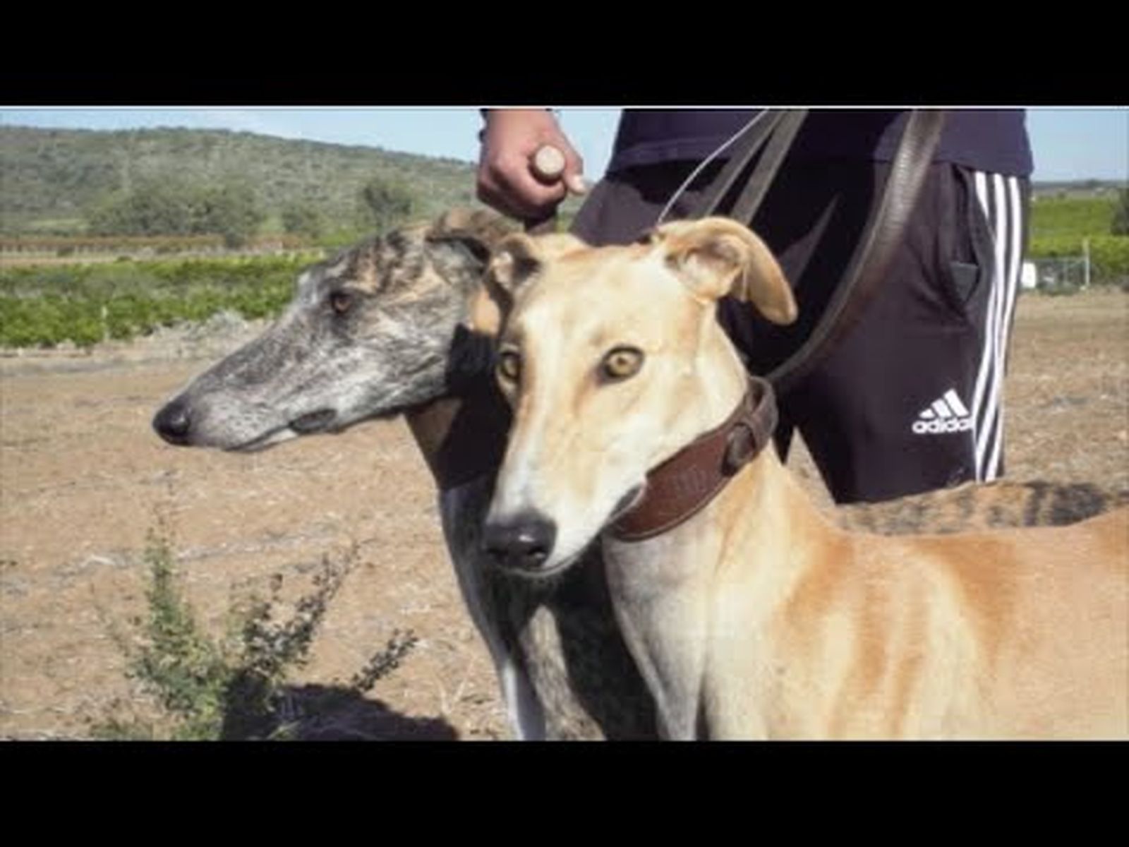 Carreras de galgos con caballos vaqueros de la Yeguada 7 Soles en Todo Caballo