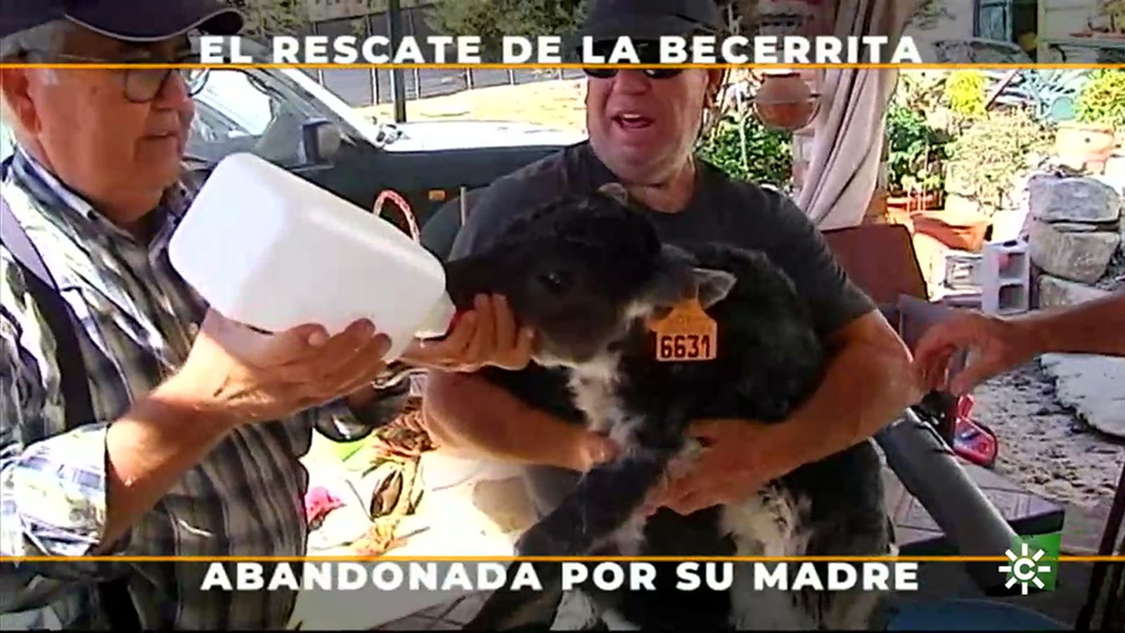 La supervivencia de la becerra abandonada depende de que acepte el biberón