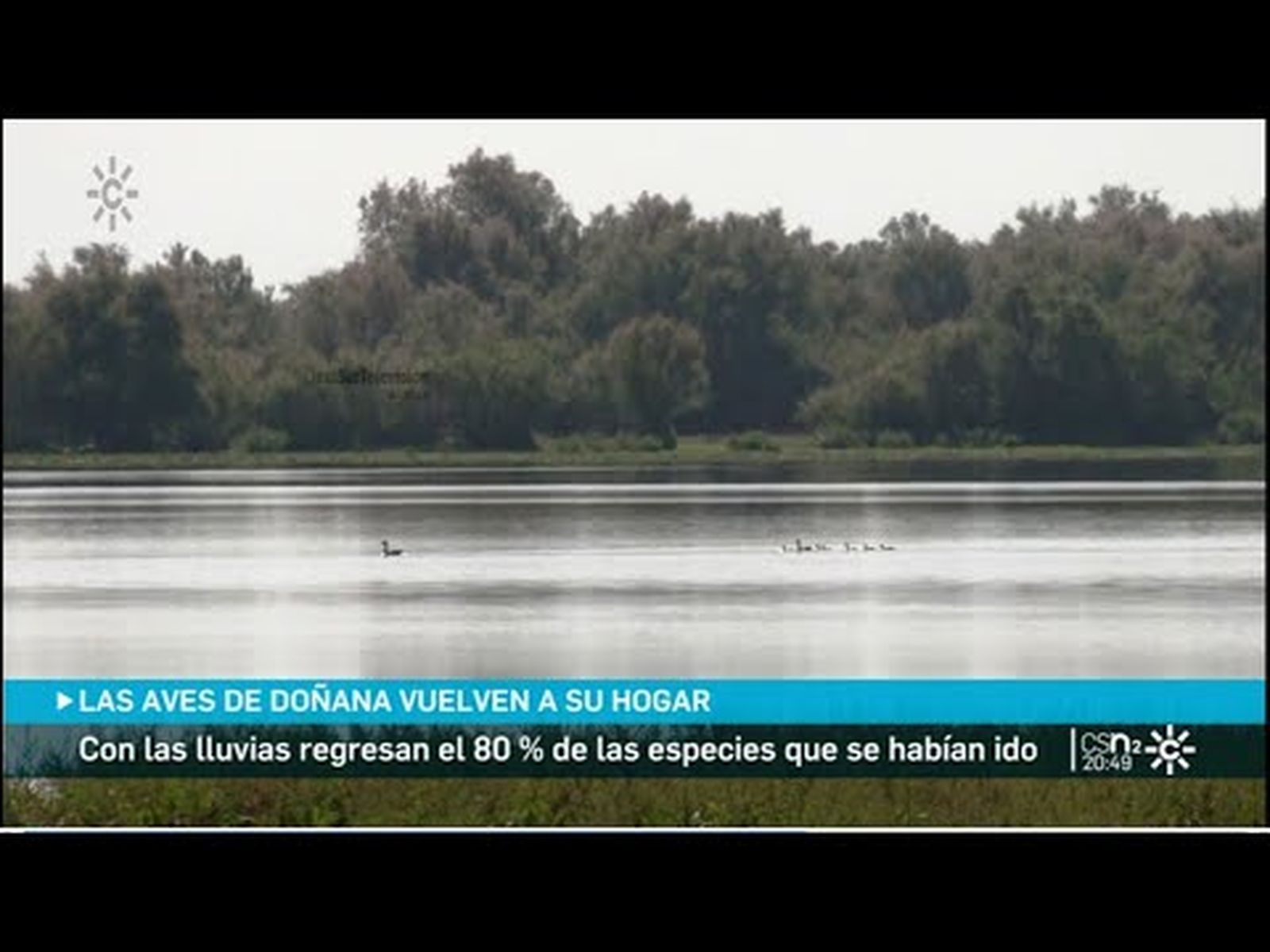 Doñana: las aves vuelven después de  las lluvías