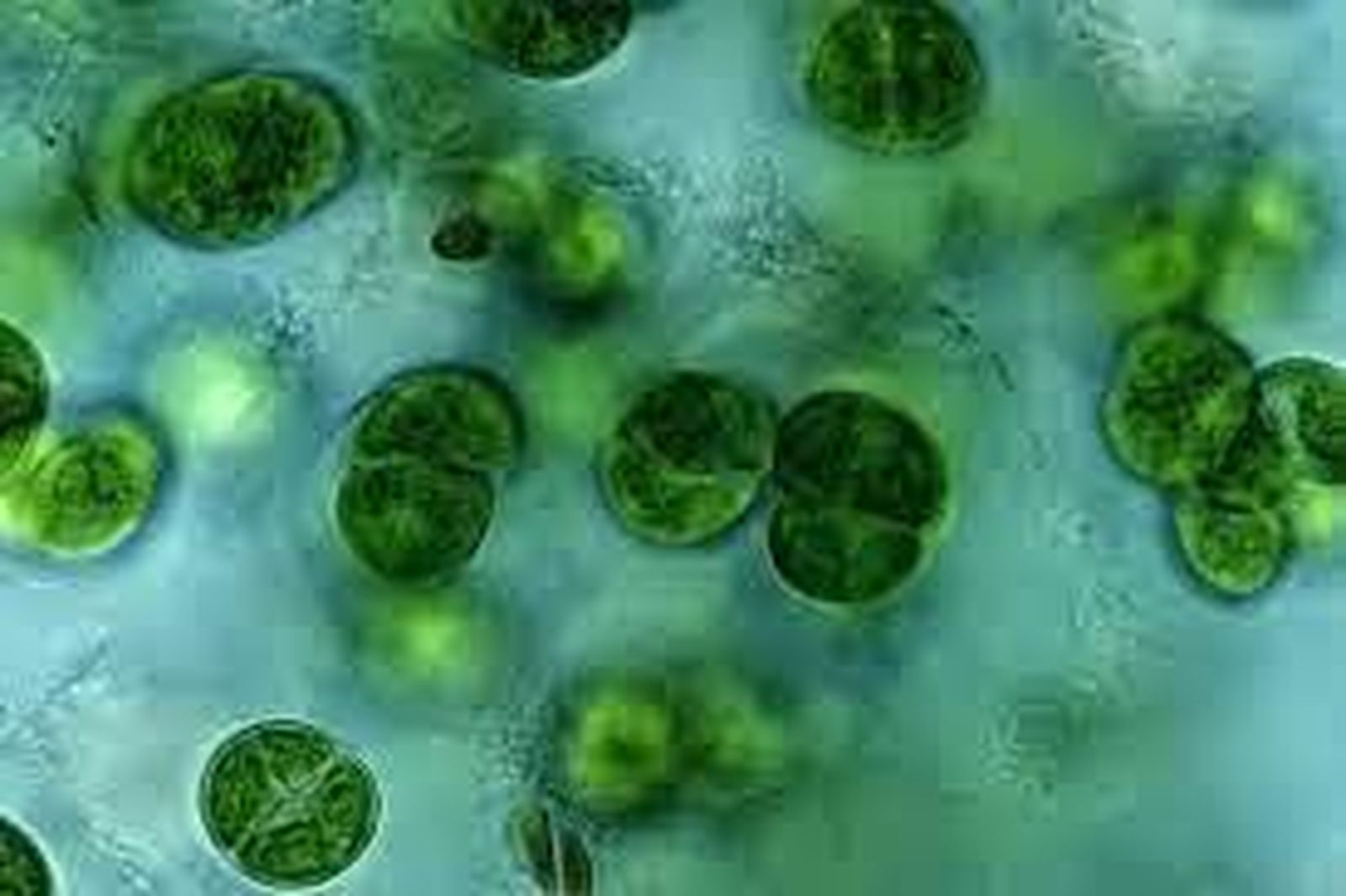 microalga
