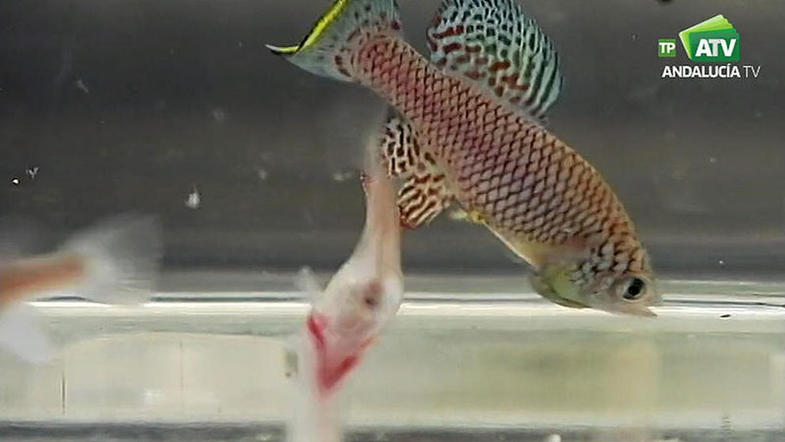 destacado peces