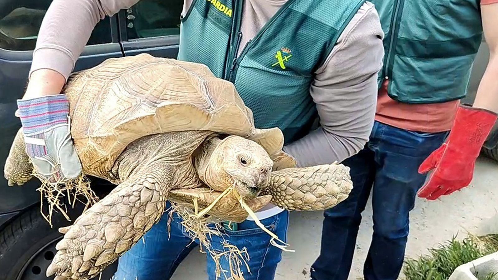 Rescatan en Córdoba una tortuga gigante abandonada