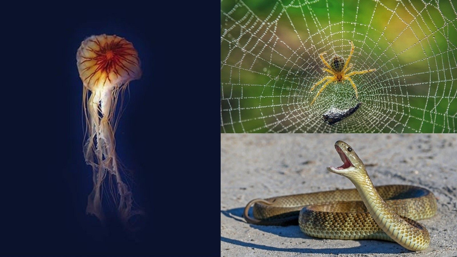¿Qué debemos hacer si nos pica un animal venenoso?
