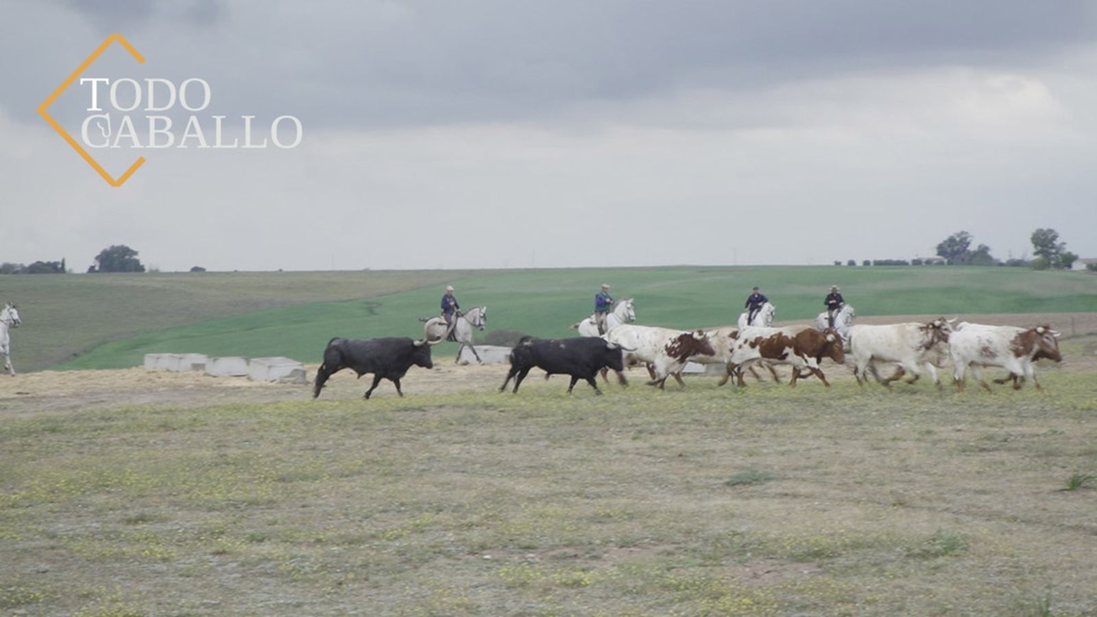 Todo Caballo, 27 abril (comu)