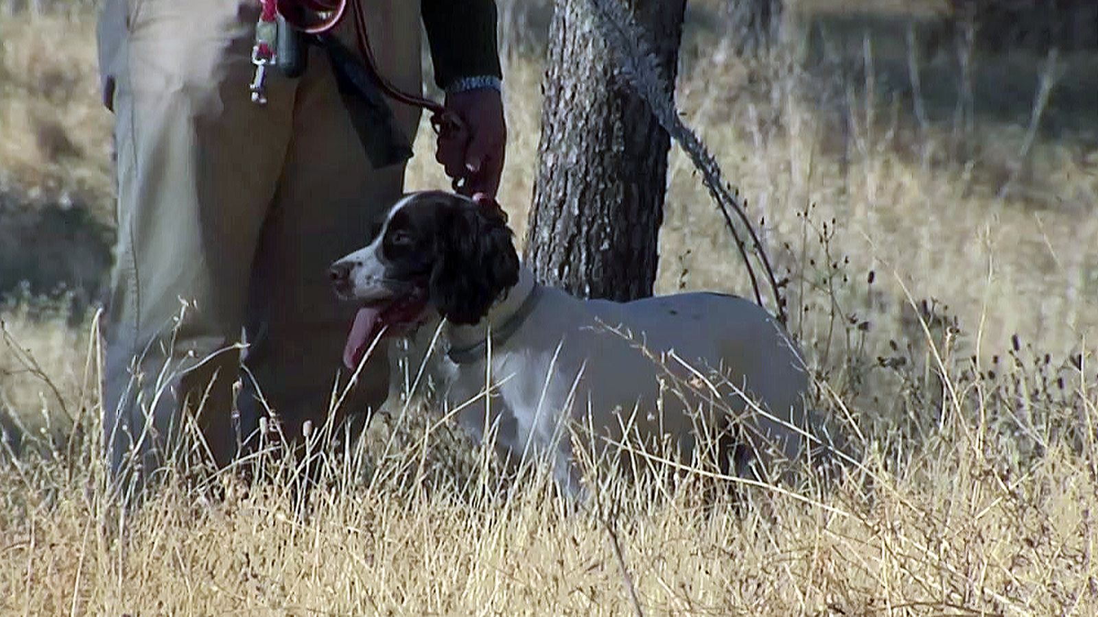 Pruebas de aptitudes para spaniel, perros buscadores por excelencia