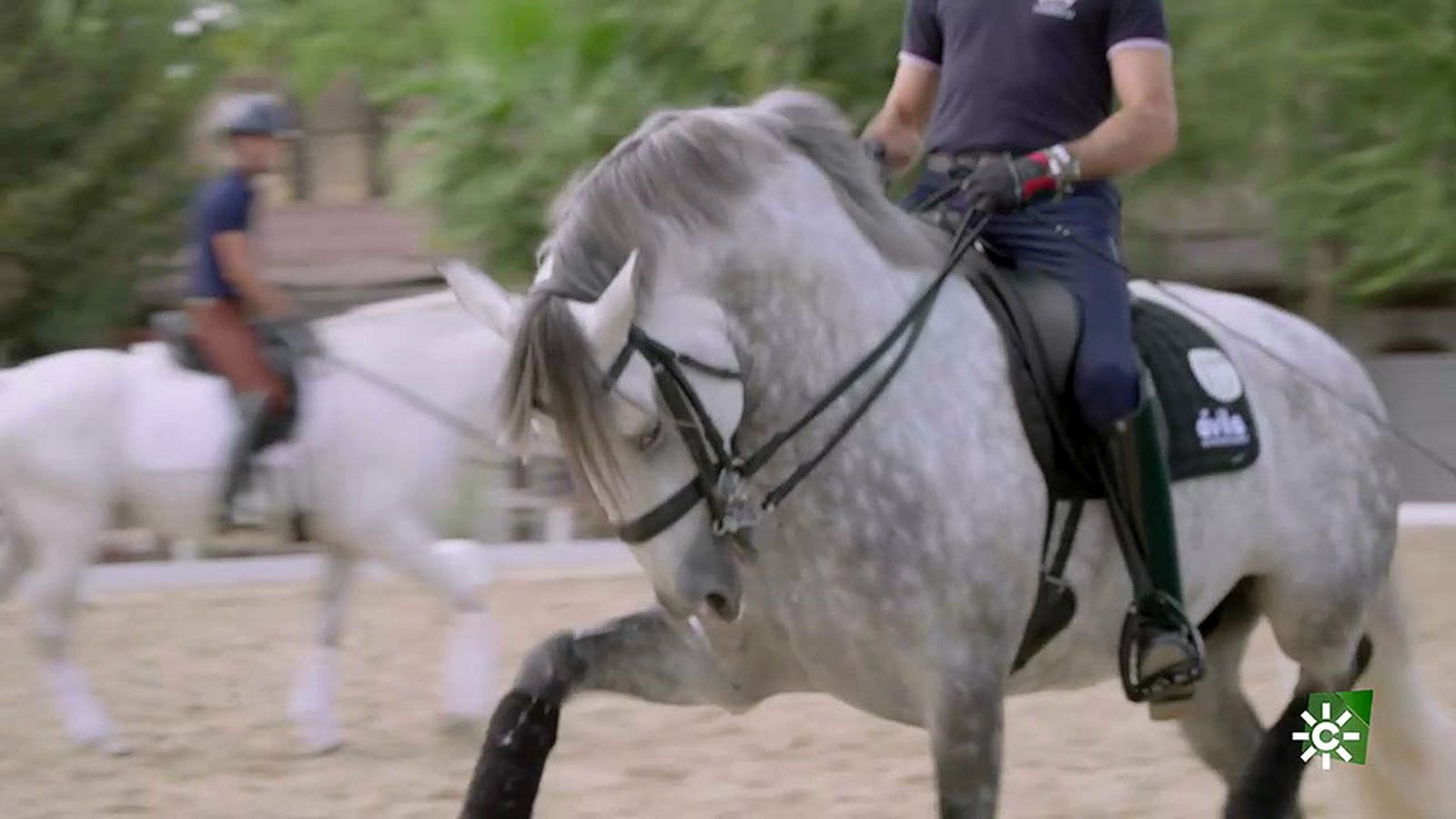 Córdoba, primera sede española del campeonato de Europa del caballo lusitano