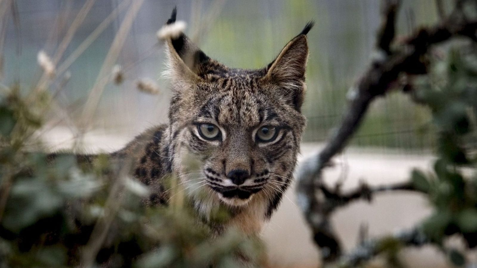 Lince ibérico Andalucía es Naturaleza
