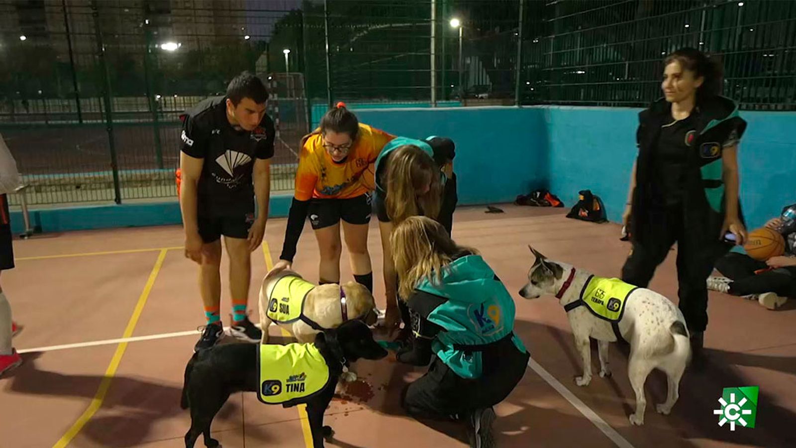 Mara y Sua, las perritas de la asociación K9 de Málaga que ayudan a personas con TEA