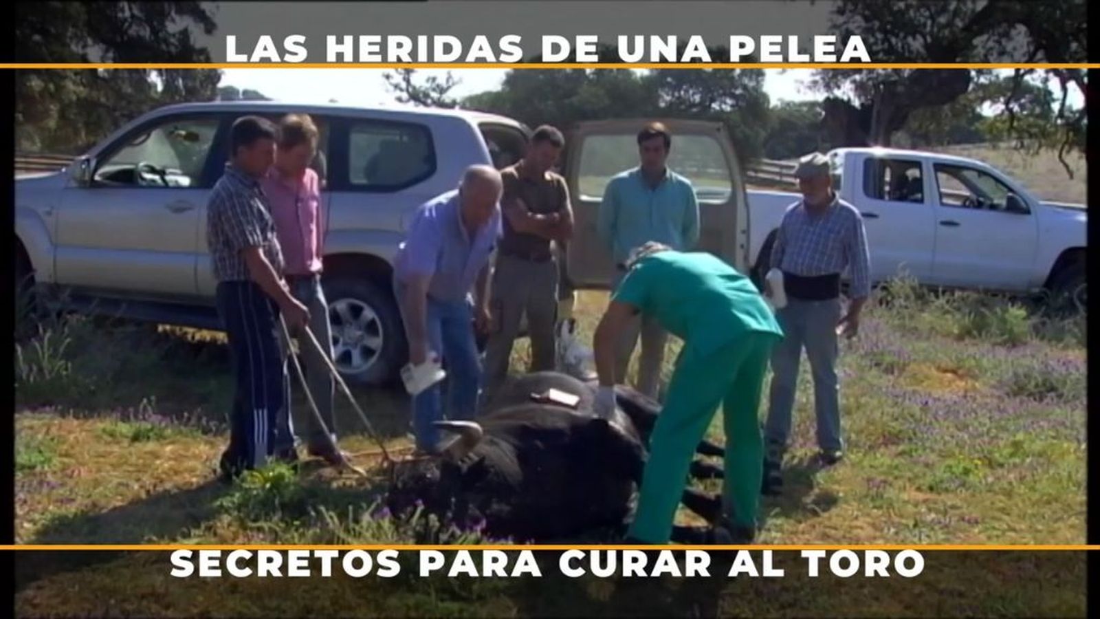Cura a un toro herido en una tremenda pelea en la ganadería Soto de la Fuente