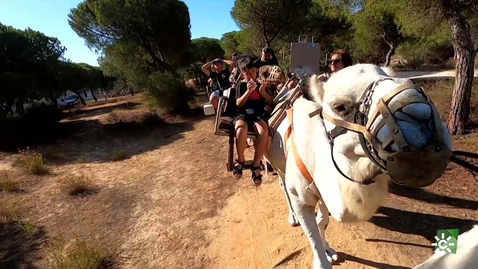 Ruta en dromedario por el corazón de Doñana