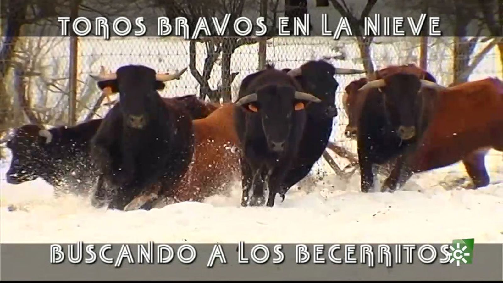 Cómo se adapta la ganadería brava a la nieve