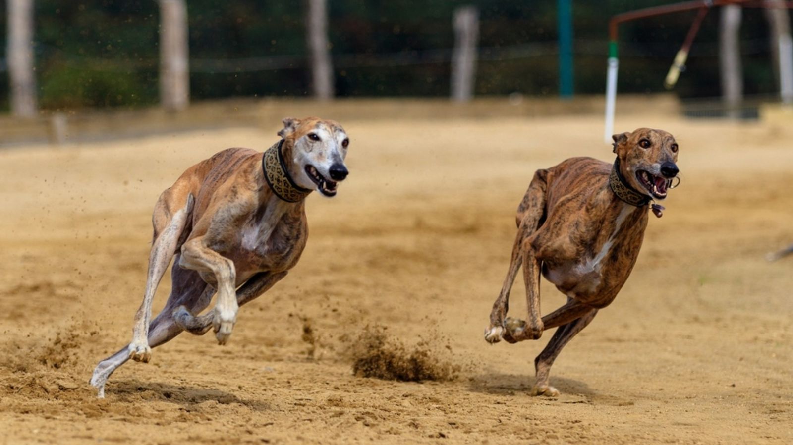 Galgos Genérica