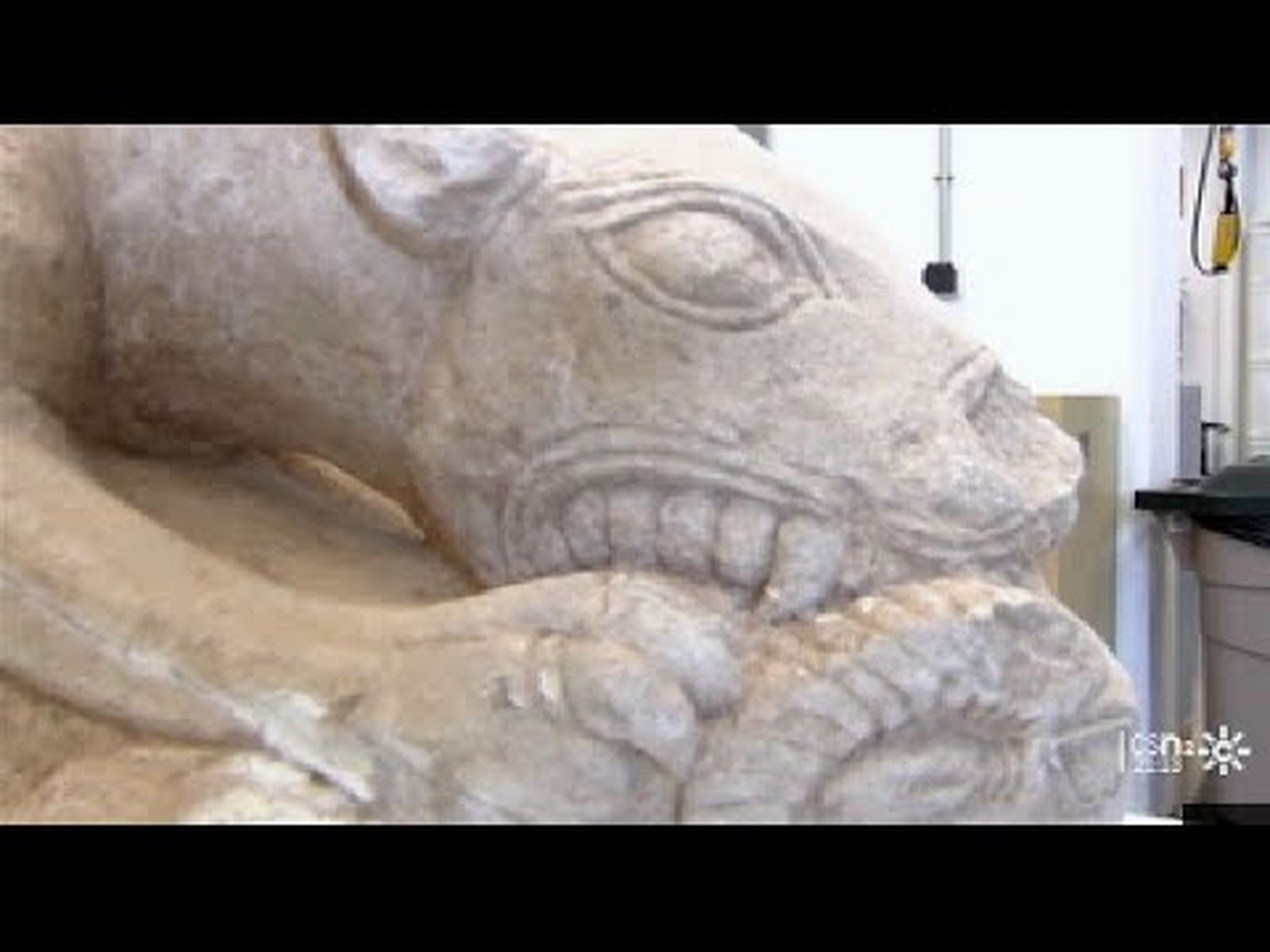 Hallazgo de una leona ibérica en La Rambla (Córdoba)