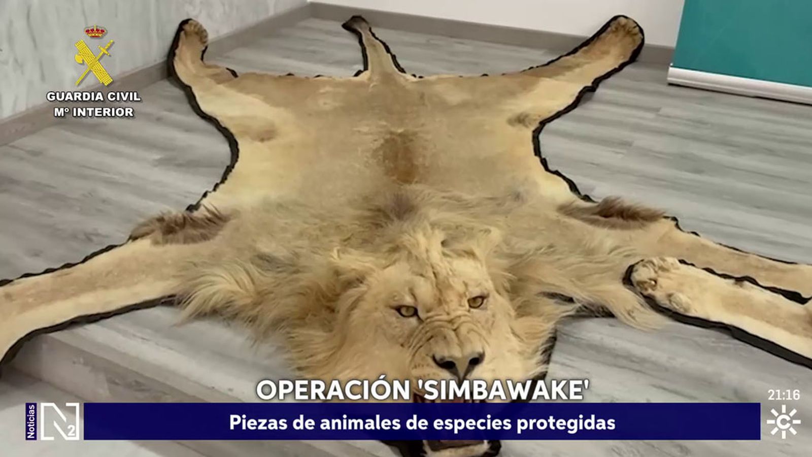 La venta  a través de internet de dos pieles de león ha llevado a la Guardia Civil de Almería a intervenir una importante colección de piezas de especies de animales protegidas