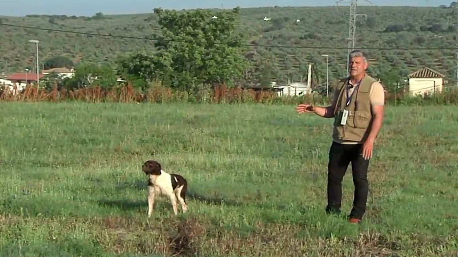 Cómo iniciar a un perro de muestra