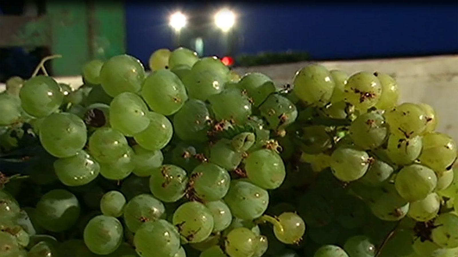 uvas