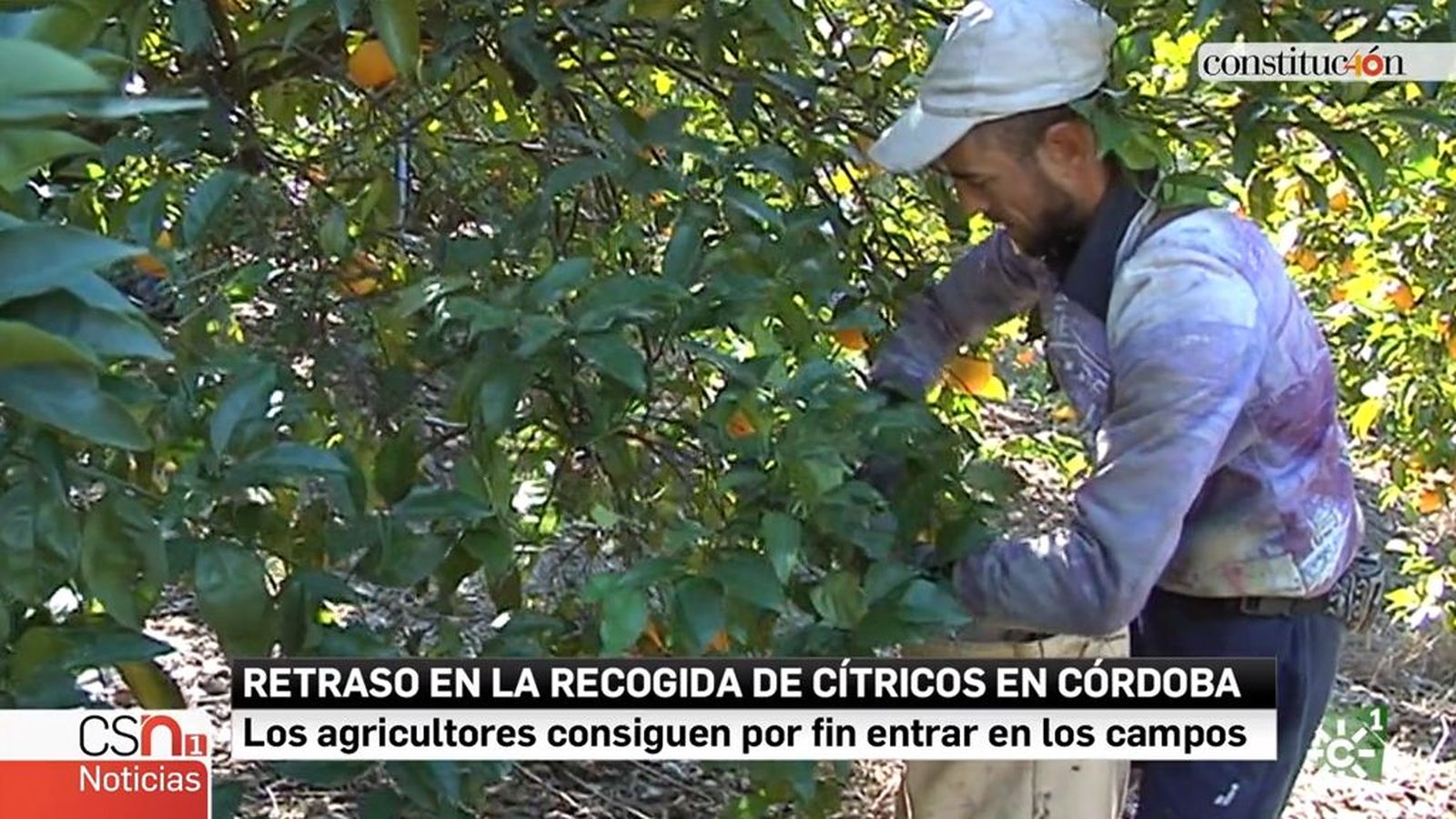 Tapa campaña naranjas retraso