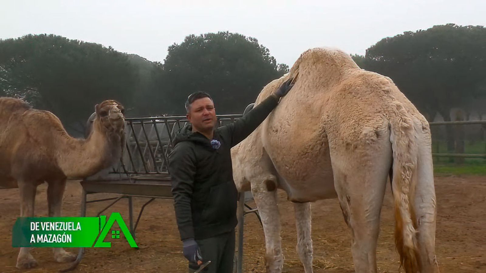 En Mazagón trabaja como entrenador de camellos