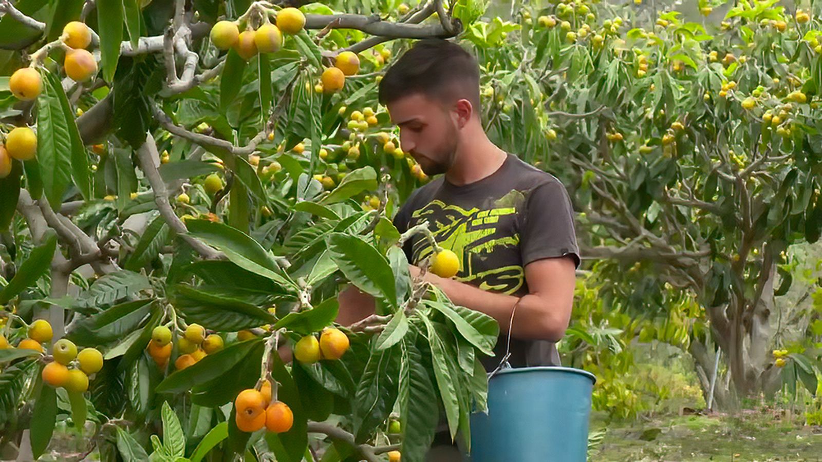Los nísperos: propiedades y usos culinarios