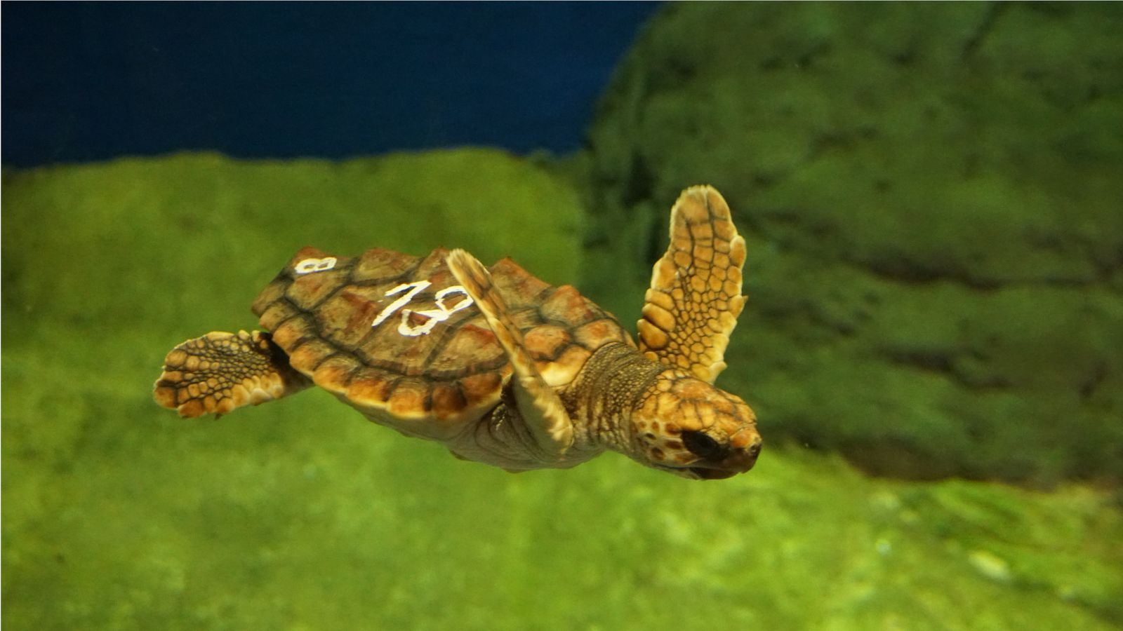 Acuario de Sevilla