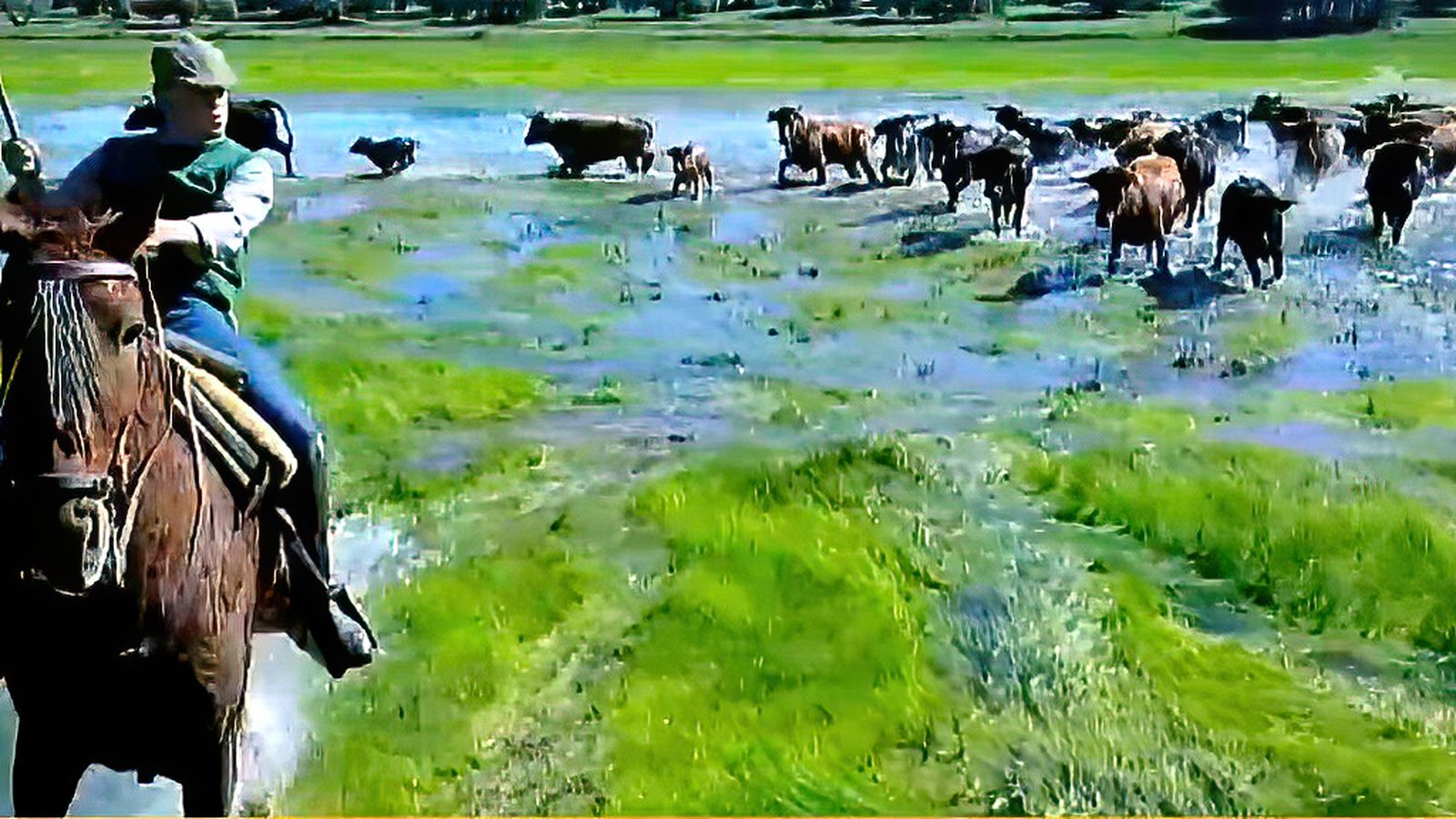 toros para todos vacas 3 1024x576