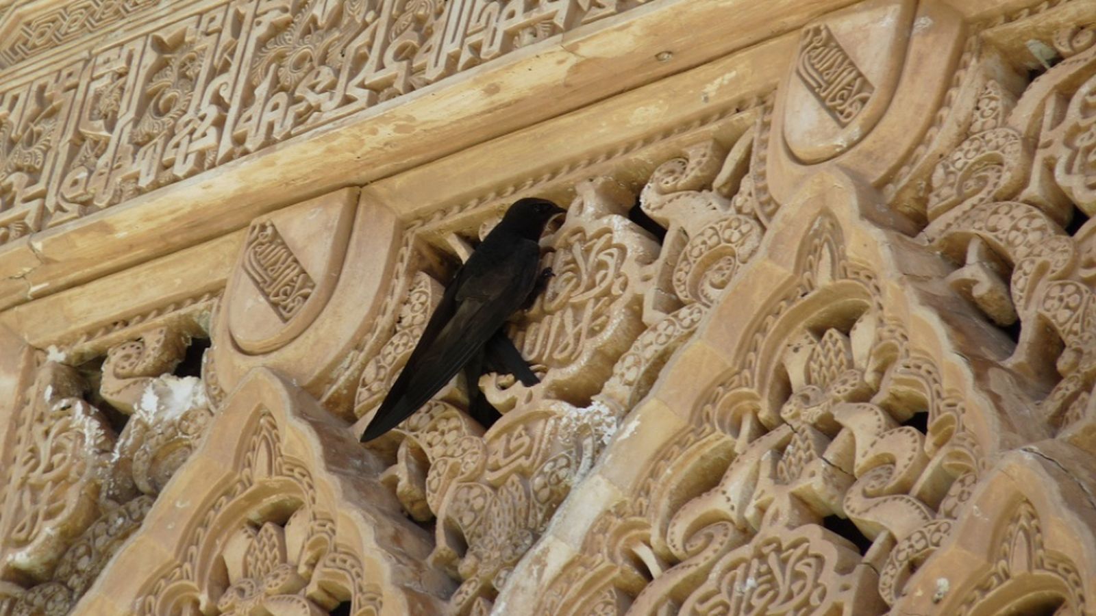 Andalucia es Naturaleza, 9 mayo