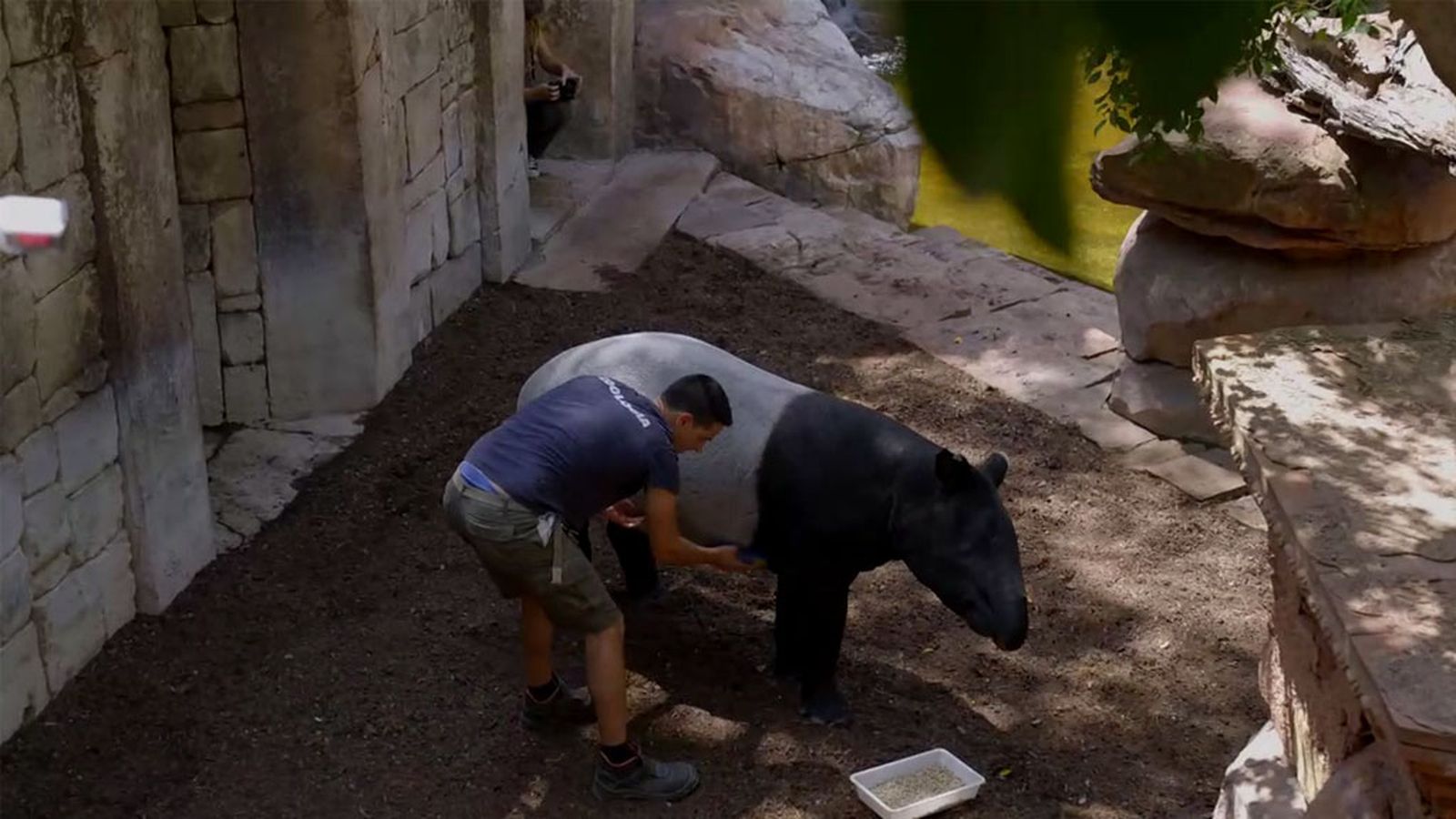 Una tapir muy cabezota que no quiere recibir su sesión de estimulación