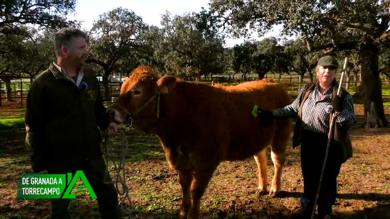 Es farmacéutica y ganadera en Torrecampo y ha creado una ganadería bovina de raza Limusina