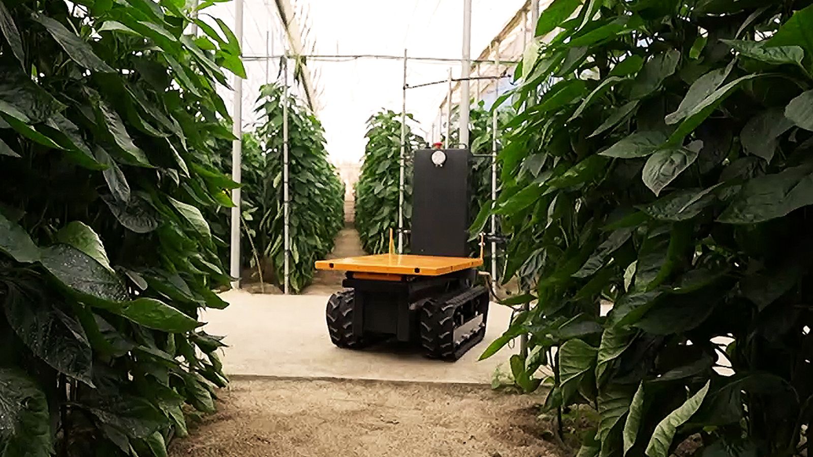Un robot fumiga los invernaderos almerienses