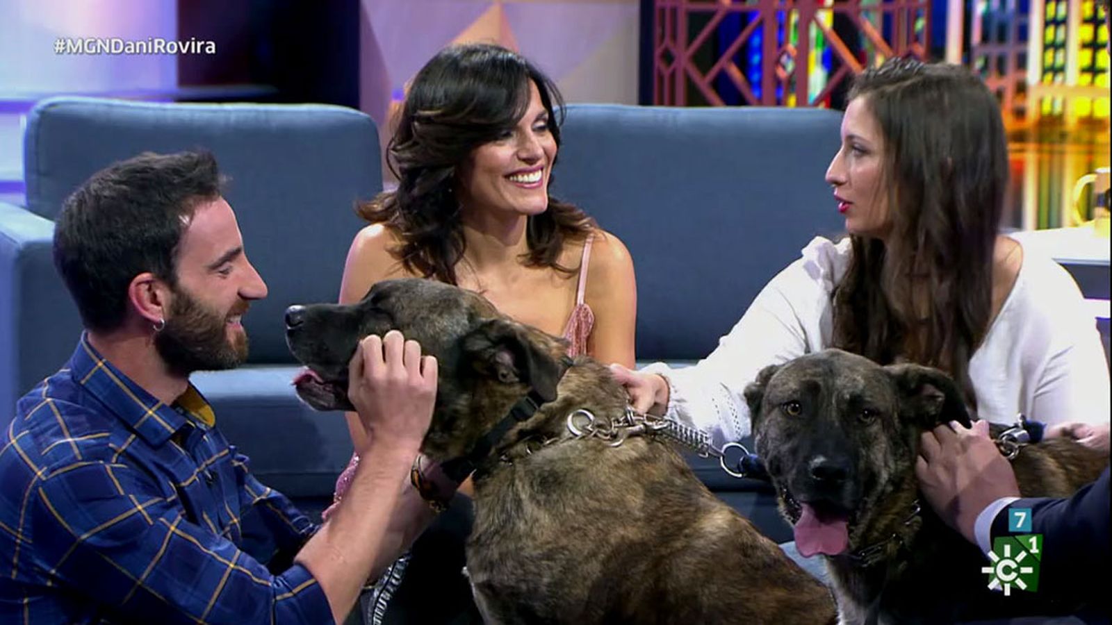 Los perros una de las mayores pasiones de Dani Rovira