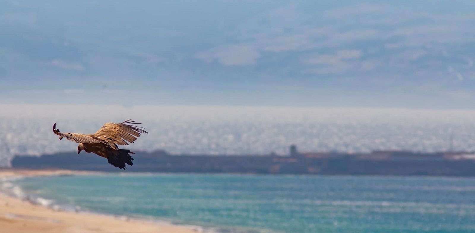 Aves estrecho
