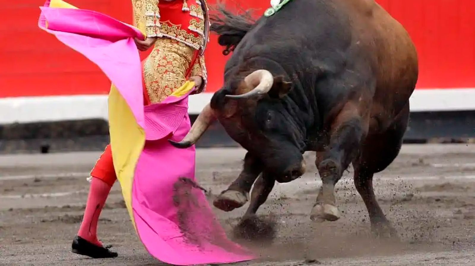 Toros generica 12