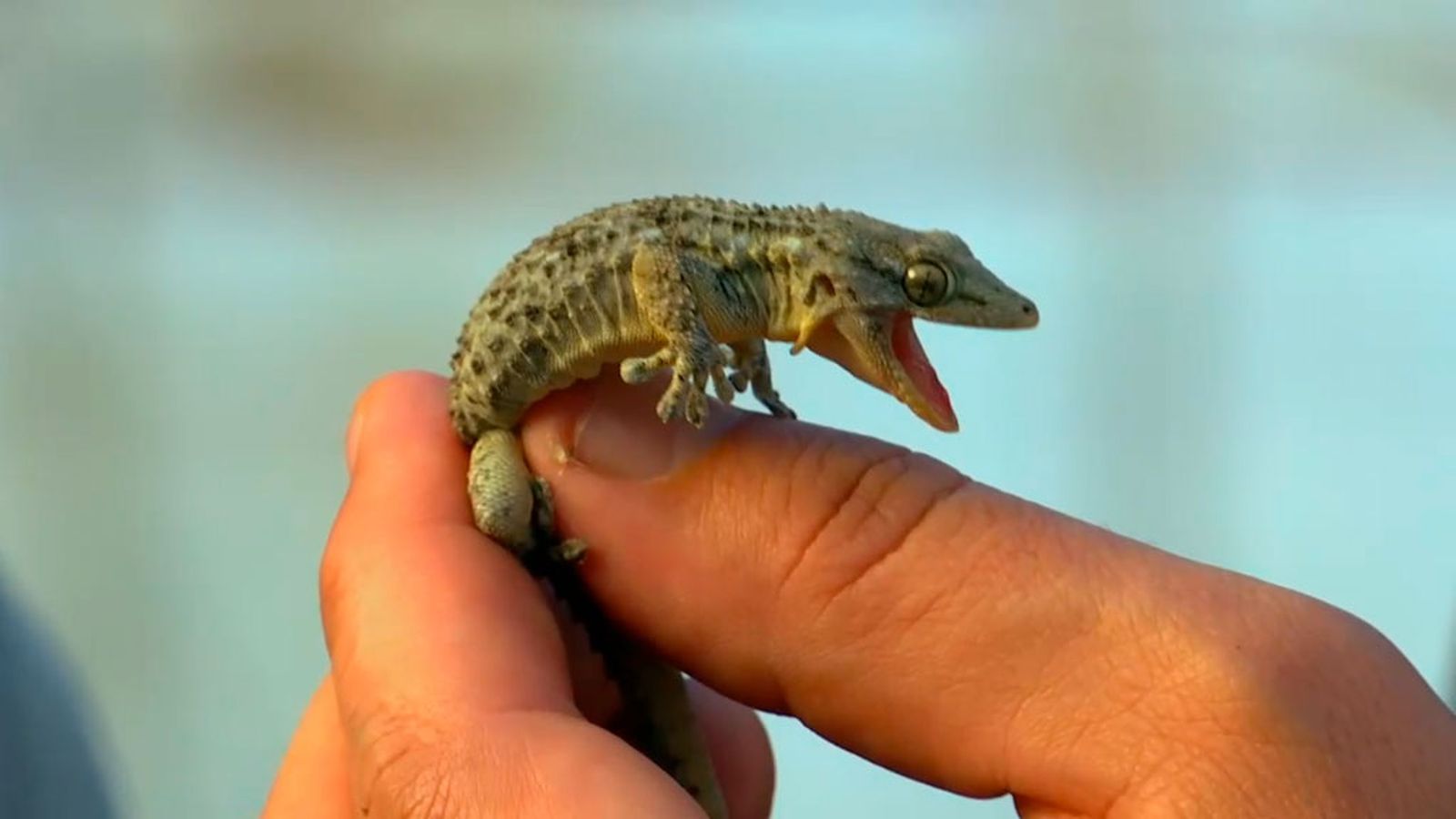 Reptiles contra plagas