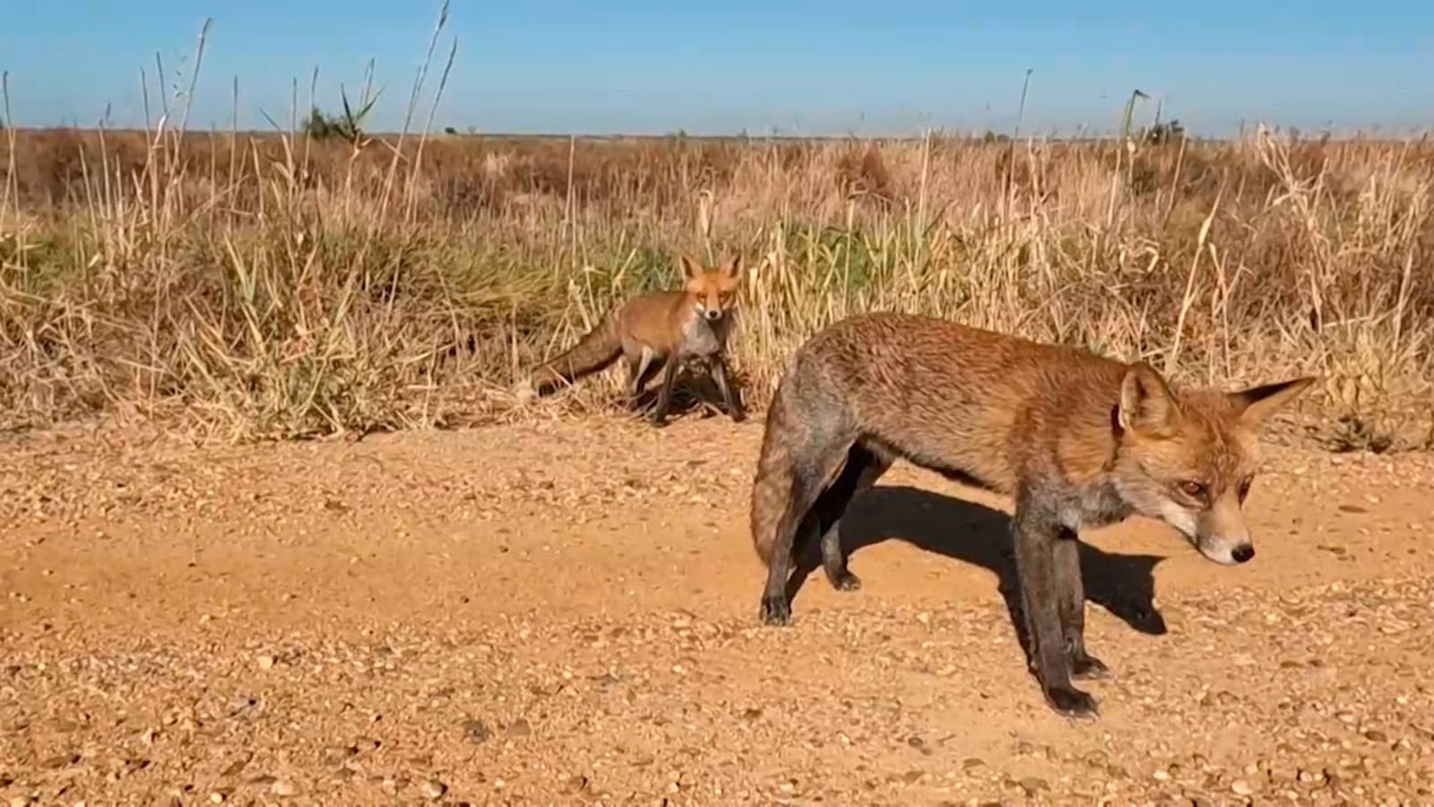 Vivimos la experiencia de observar a un zorro y su cría en el Parque Nacional de Doñana