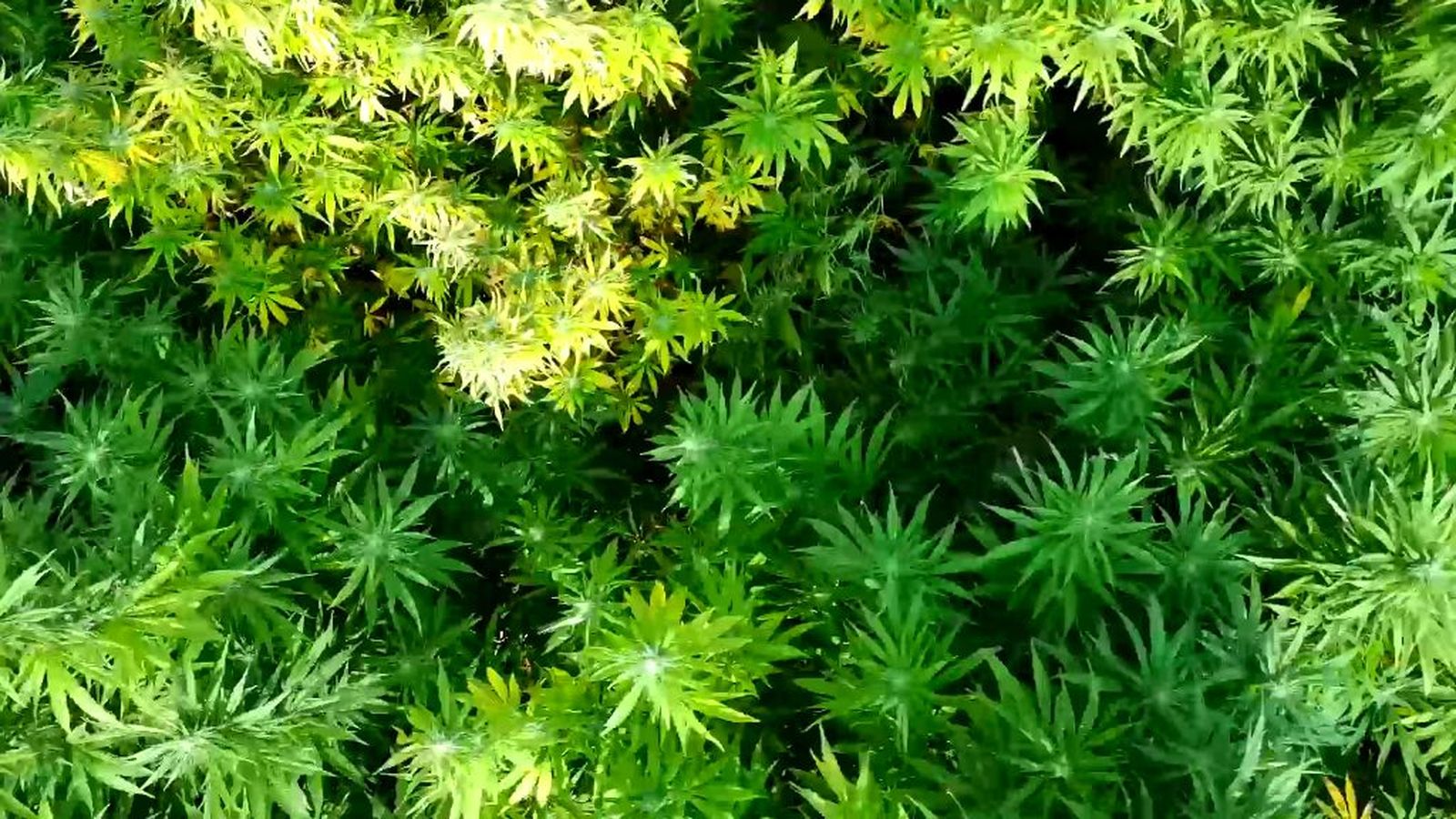 Andalucía a la cabeza del cultivo de marihuana para uso medicinal