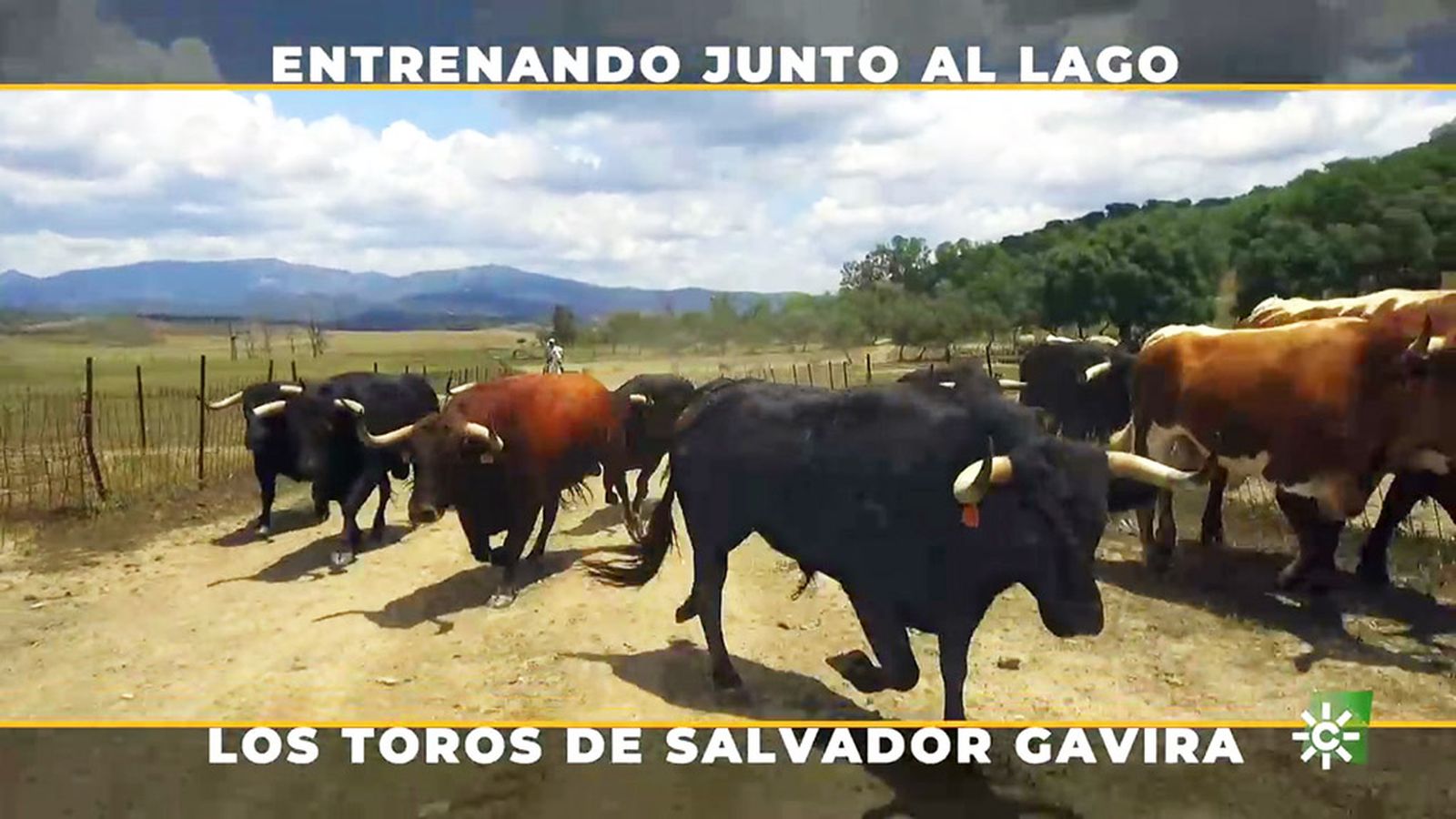 La búsqueda romántica del encaste perfecto en la ganadería Gavira
