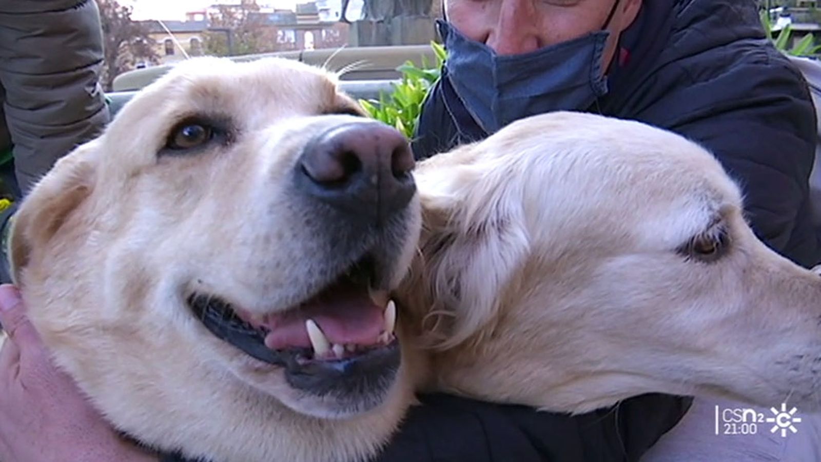 Pitufina y Bartolo buscan familia en Granada