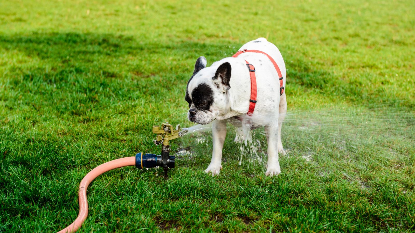 mascota agua