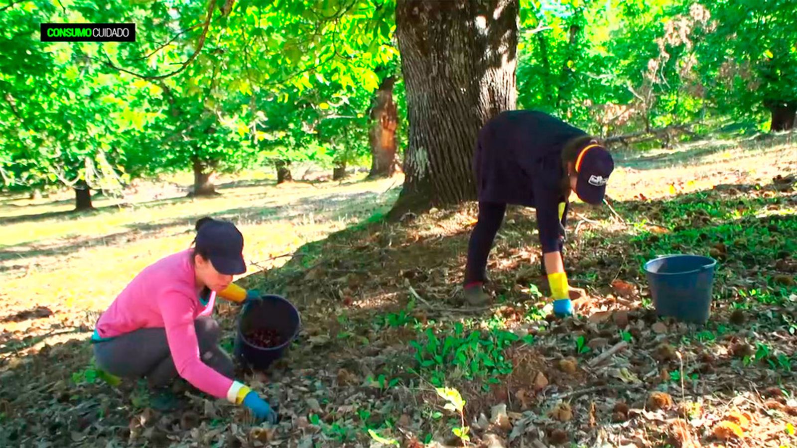 Recogiendo castañas en la Sierra de Aracena, ese fruto seco que despierta tanta nostalgia