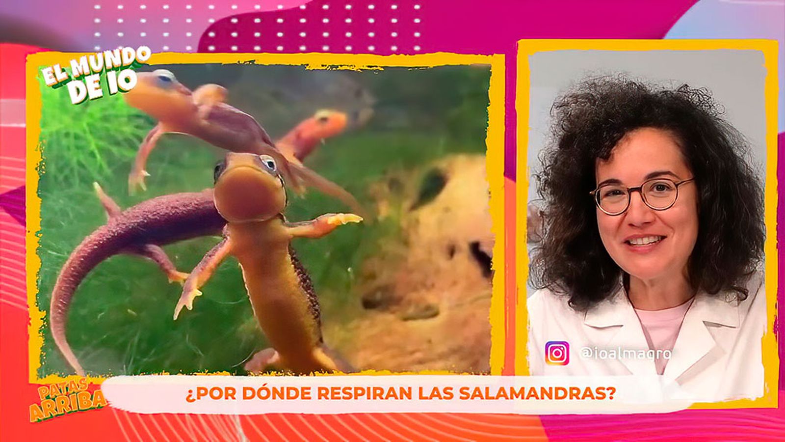 El mundo de las salamandras y los peligros que las acechan