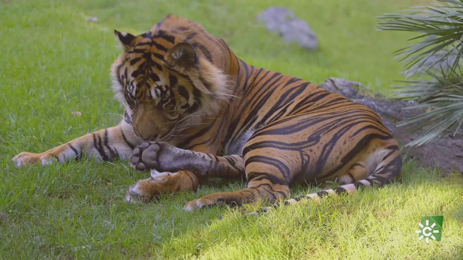 ¿Qué le pasa al tigre de Sumatra del parque de Fuengirola?