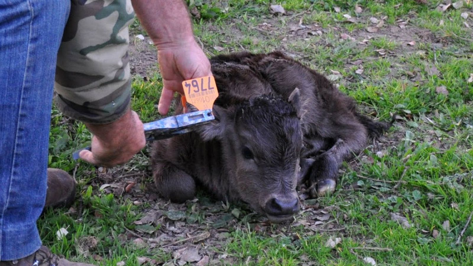 toros