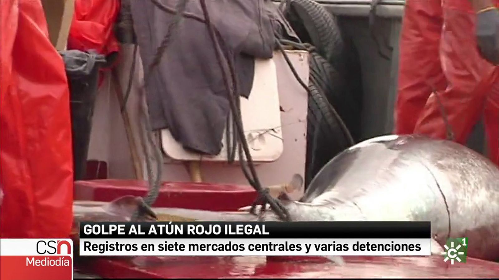 Atun rojo