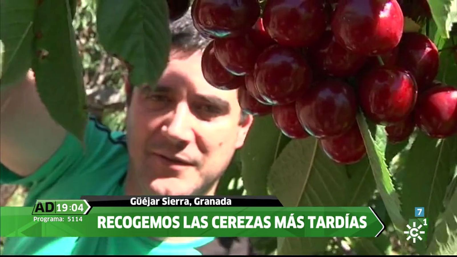 cerezas